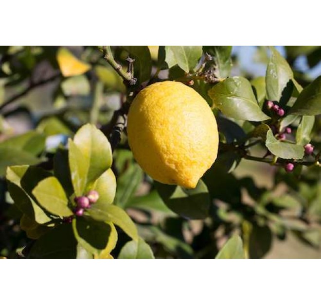 Lemon Lemongrass Vitalising Body Milk 30ml