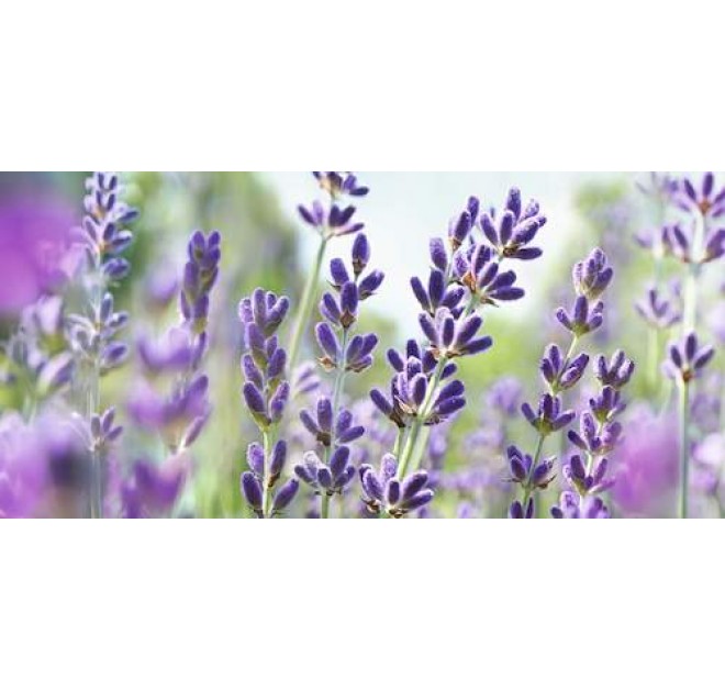 Moor Lavender Calming Body Oil 75ml